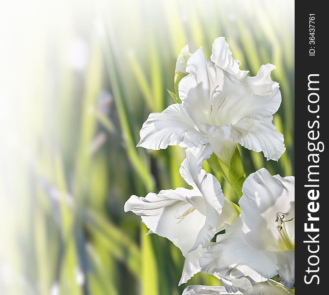 Flower Gladiolus on blurred background