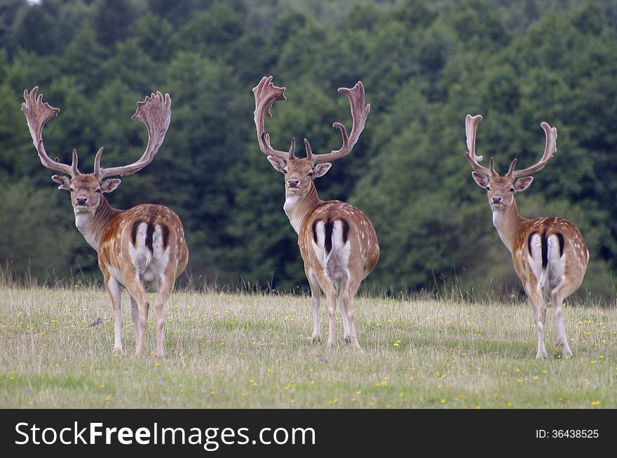 Three deer grazing in the forest game reserve