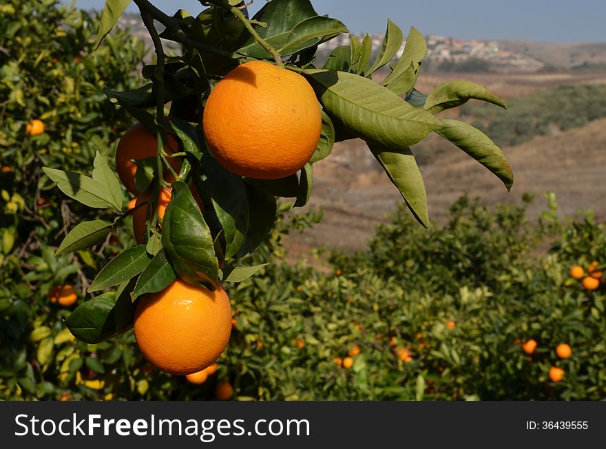 Orange tree with fresh oranges