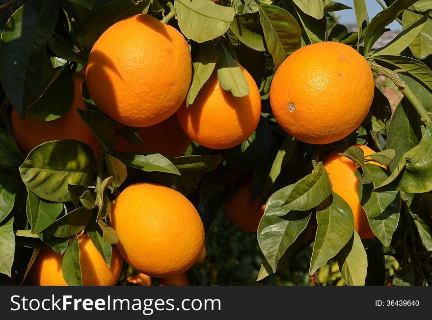 Orange tree with fresh oranges