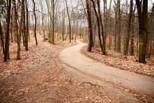Road In Forest Stock Photos Road In Forest Stock Photos