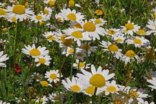 White Daisies Stock Photo White Daisies Stock Photo