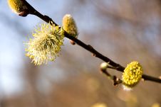 Willow Catkins Royalty Free Stock Photo