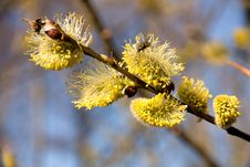 Willow Catkins Stock Photo Willow Catkins Stock Photo