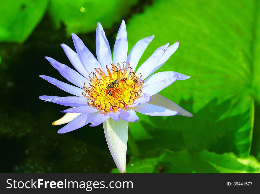 Two little bees finding food on white Lotus. Two little bees finding food on white Lotus