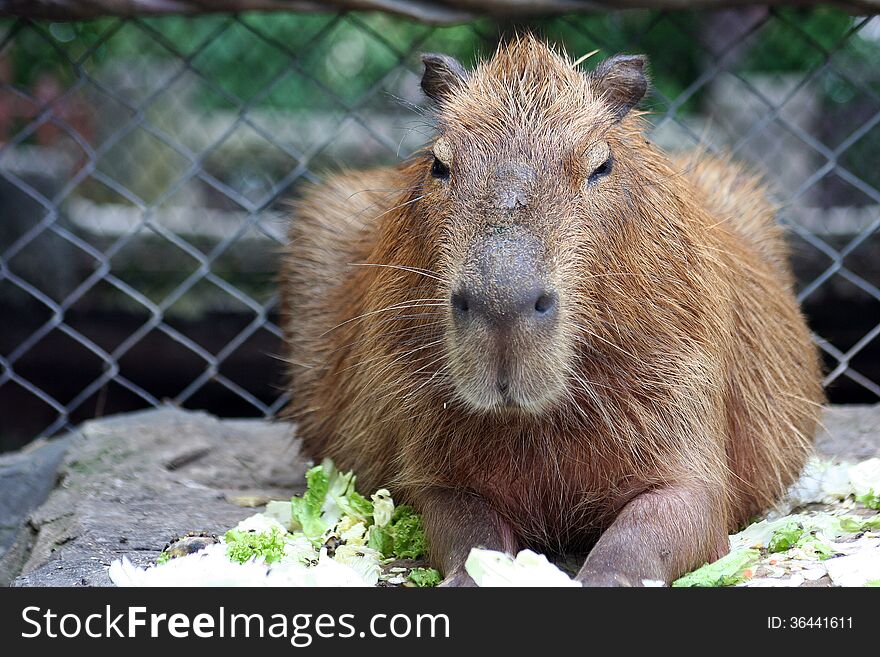 Capybara, it's a Big Rat
