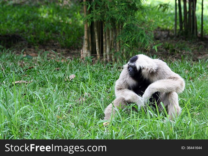 A Lonely Gibbon Sitting Alone and Doing Nothing