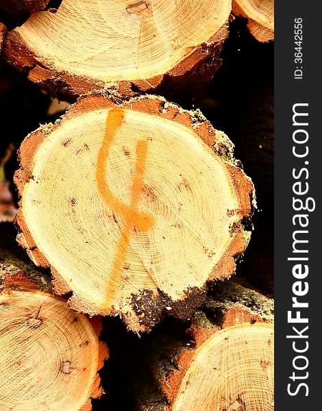 Details of cut tree trunks. Details of cut tree trunks