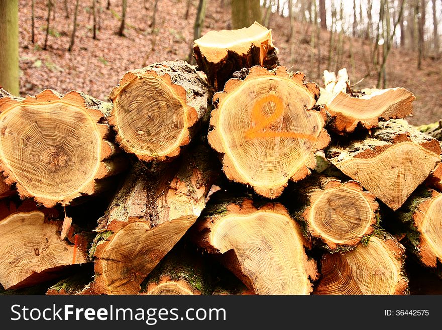 Pile of cut wood in the forest