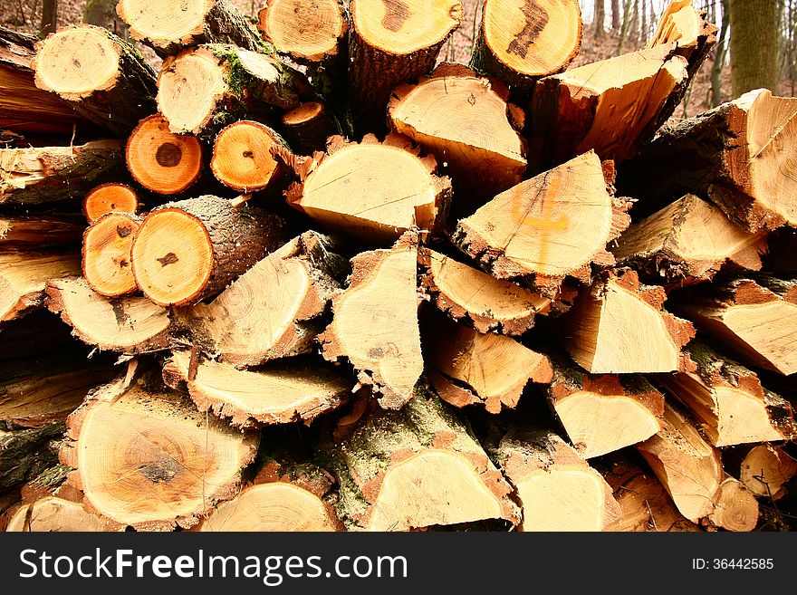 Pile of cut wood in the forest