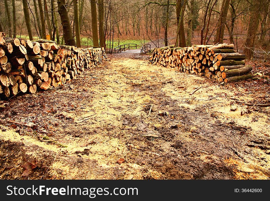 Pile of cut wood in the forest