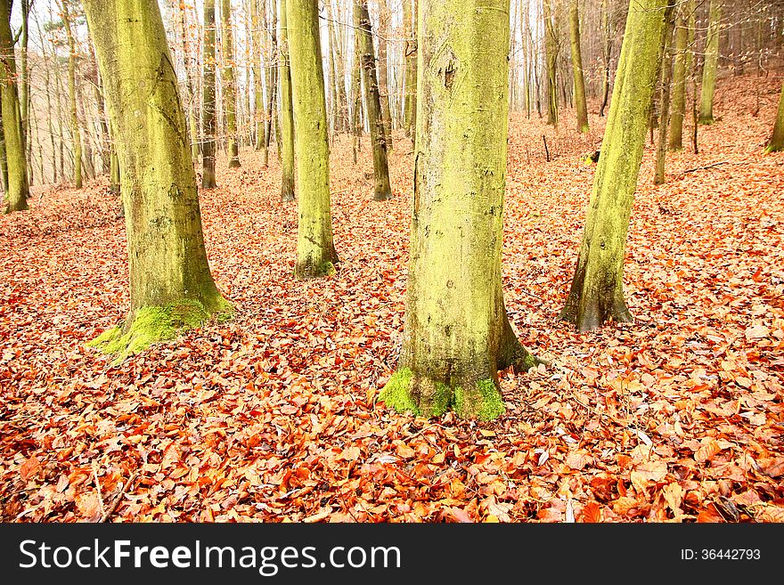 Green trunks of beech trees in autumn forest. Green trunks of beech trees in autumn forest