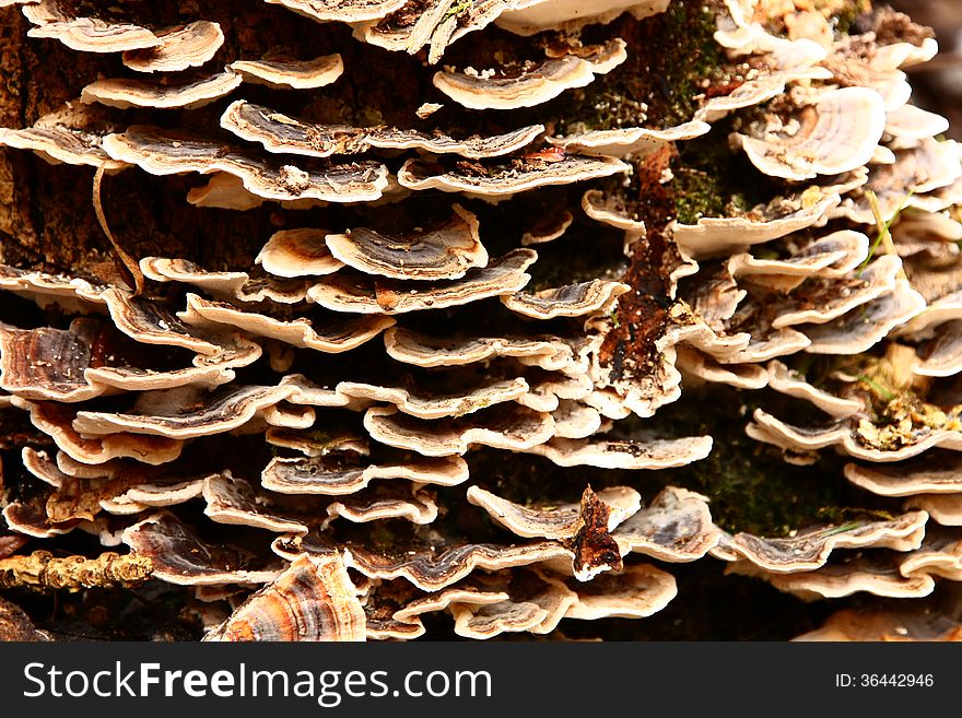 Many small brown and white mushrooms. Many small brown and white mushrooms