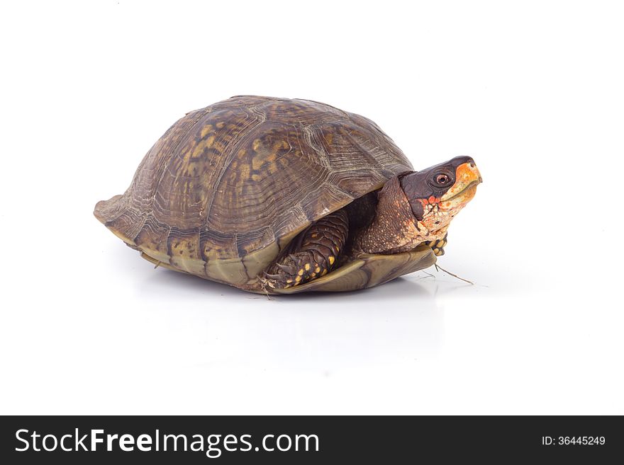 A box turtle on a white background.