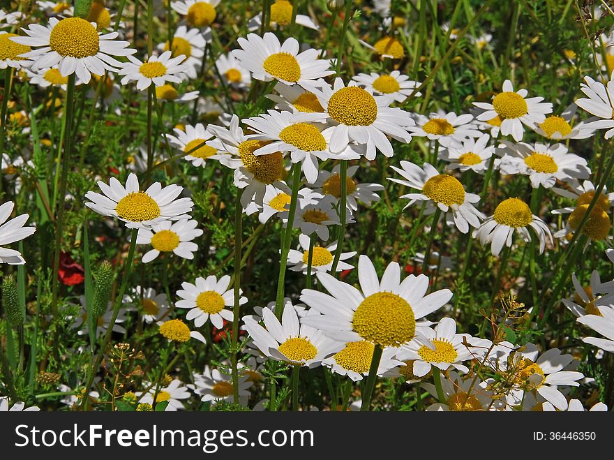 White daisies on a green field on a summer day