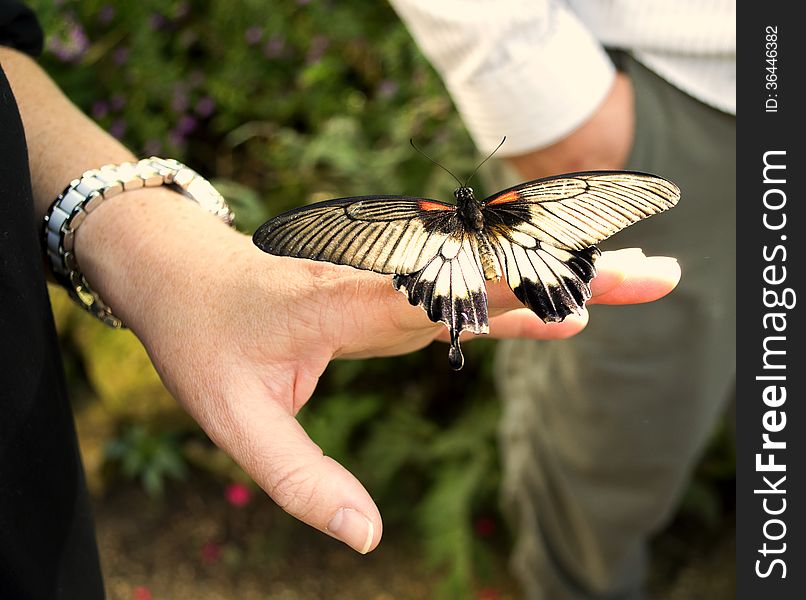 A butterfly lands on a woman's hand. A butterfly lands on a woman's hand