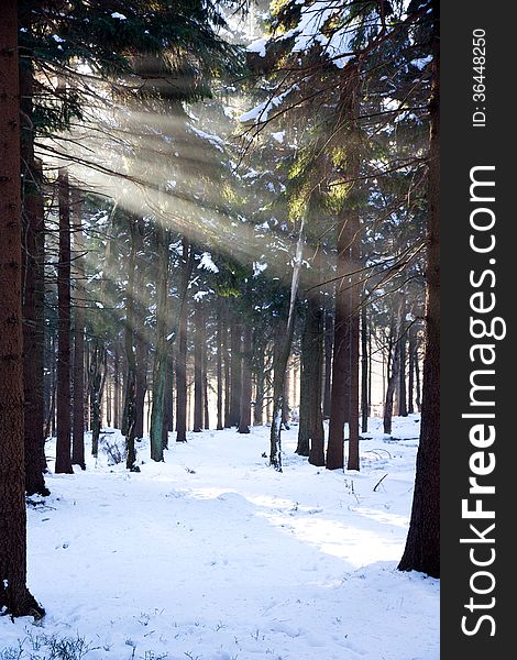 The sun's rays penetrate into the winter forest treetops. The sun's rays penetrate into the winter forest treetops