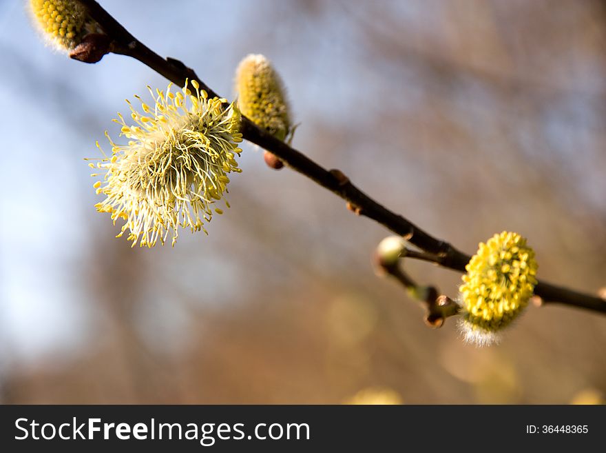 Spring time willow catkins aments on a willow