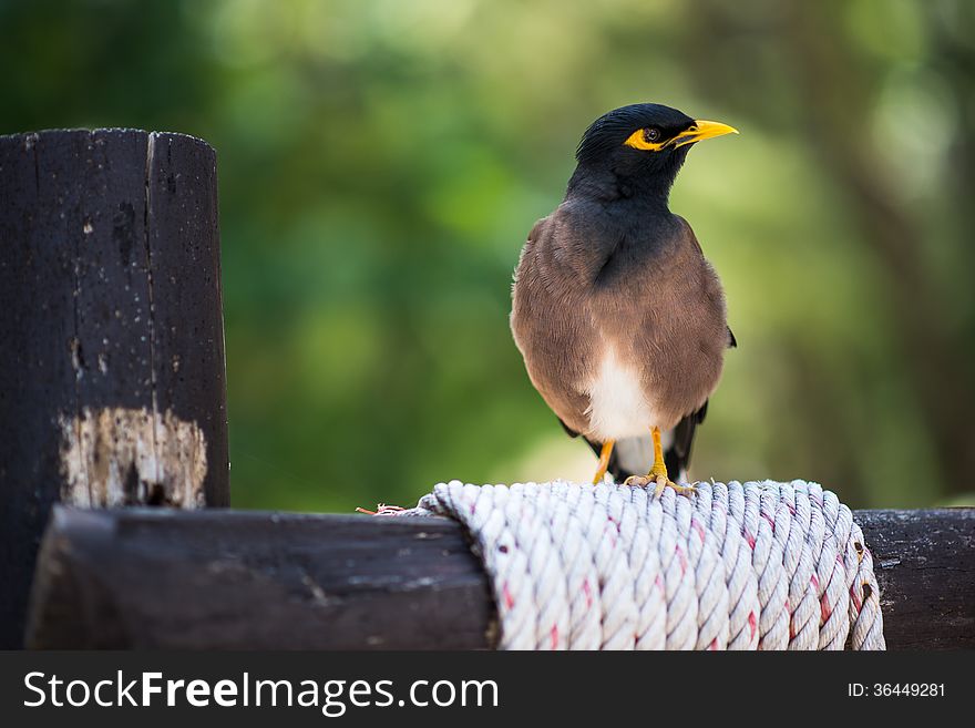 Angry mynah on the pole. Blurred background