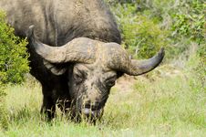 Cape Buffalo Stock Photography Cape Buffalo Stock Photography