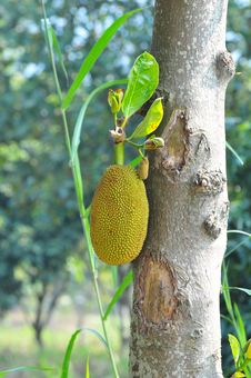 Durian Royalty Free Stock Image Durian Royalty Free Stock Image