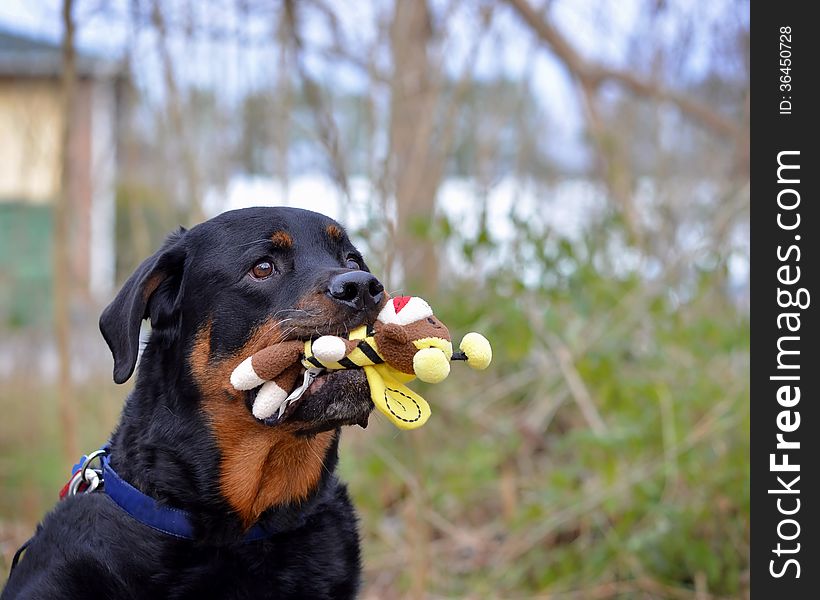 Mans best friend waits for someone to throw his toy