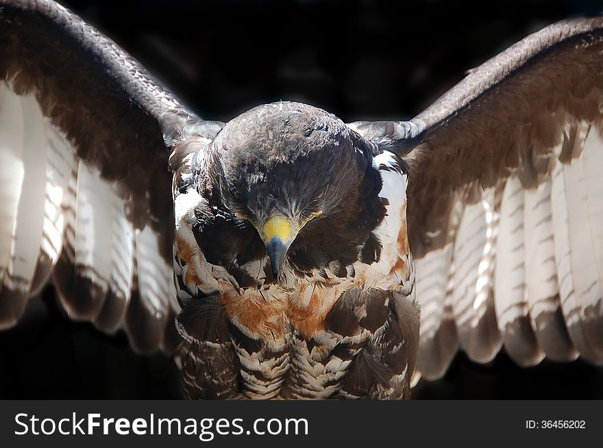 A close up of a Jackal Buzzard ( Buteo rufofuscus ) with its wings spread ,taken in South Africa. A close up of a Jackal Buzzard ( Buteo rufofuscus ) with its wings spread ,taken in South Africa.