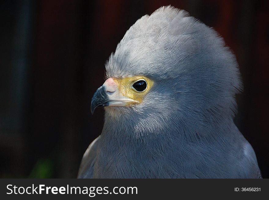 A close up of a Gymnogene ( Polyboroides typus ) raptor, also known as an African Harrier-Hawk, photographed in South Africa. A close up of a Gymnogene ( Polyboroides typus ) raptor, also known as an African Harrier-Hawk, photographed in South Africa.