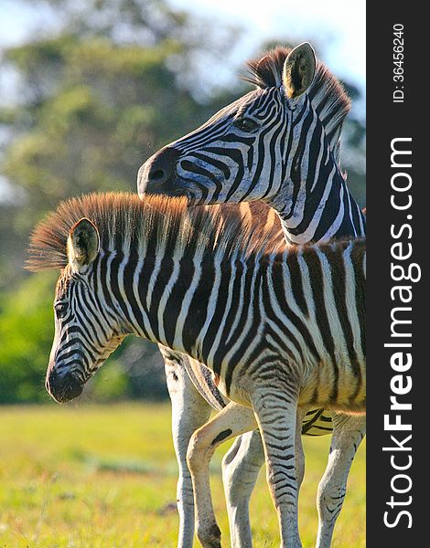 A Burchell's Zebra foal nudges his mother at a South African game park. A Burchell's Zebra foal nudges his mother at a South African game park.