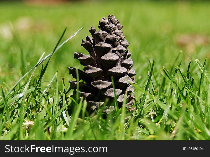 Pine cone as a subject with green grass