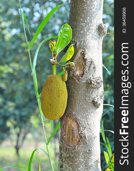 Durian growing in country park