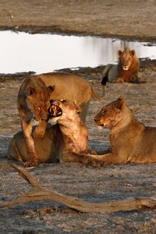 African Lion Pride Interaction Stock Photography African Lion Pride Interaction Stock Photography