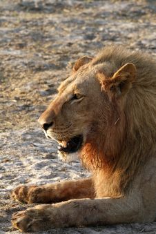 African Blood Soaked Male Lion Stock Photography