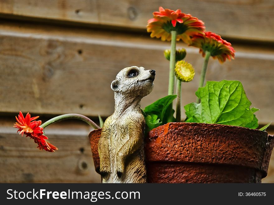 Whimsical meerkat statue and plant pot with flower. Whimsical meerkat statue and plant pot with flower.