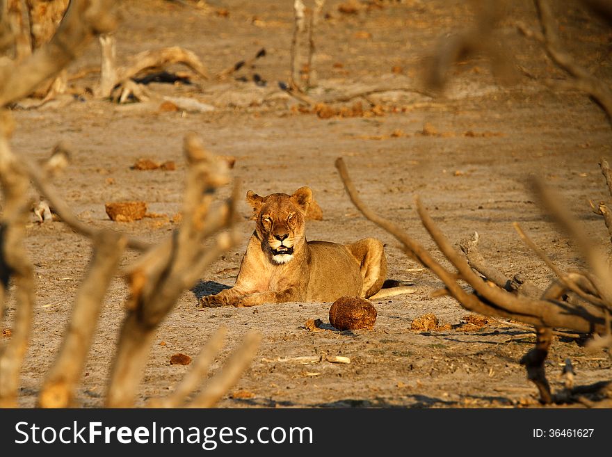 African lion resting in the cool light of dawn. African lion resting in the cool light of dawn.