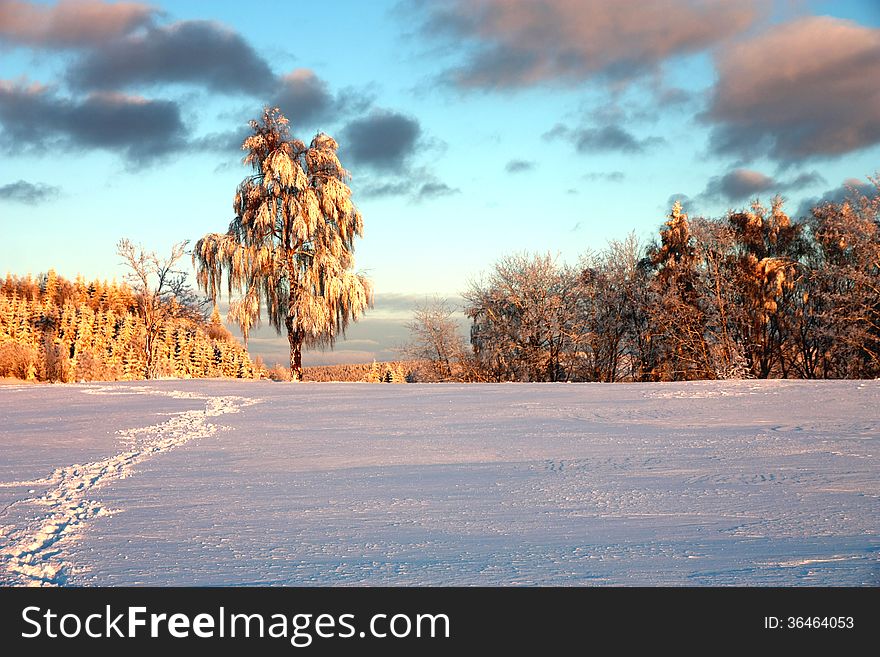 Footprints in the snow leading to the birch. Footprints in the snow leading to the birch