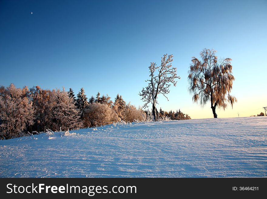 Frozen birch tree in snowy field. Frozen birch tree in snowy field