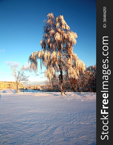 Frozen birch tree in snowy field. Frozen birch tree in snowy field