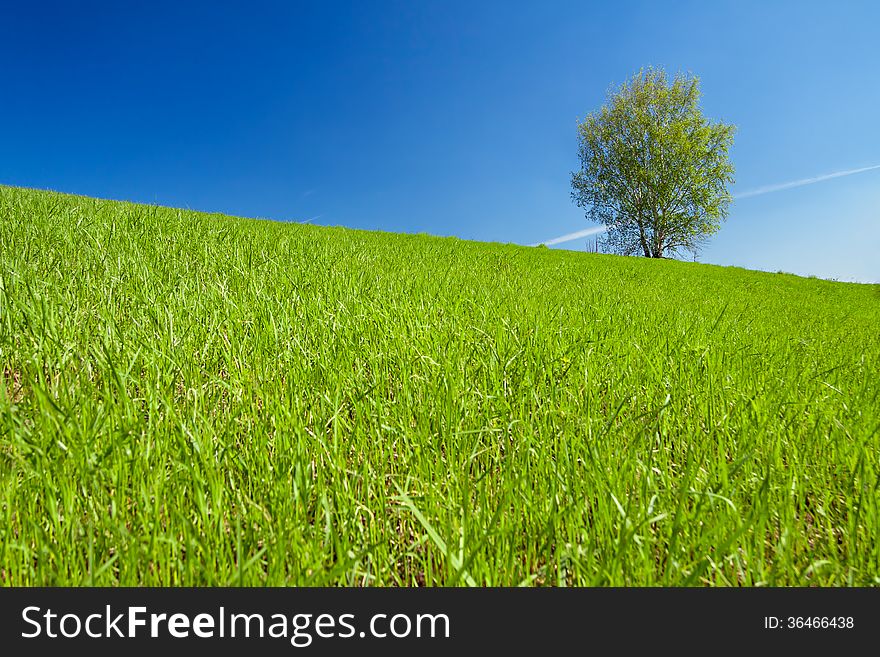 Beautiful spring landscape with a lonely tree in the field