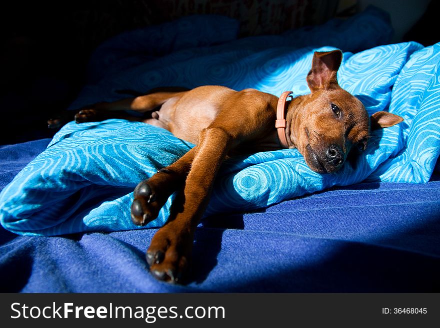 Brown miniature pinscher lying on a blue blanket, dog in bed