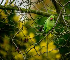 Ring Necked Parakeet Royalty Free Stock Images Ring Necked Parakeet Royalty Free Stock Images