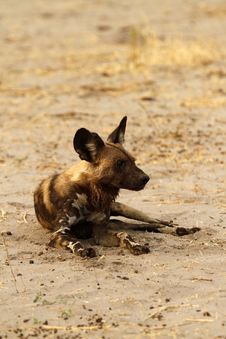 African Wild Dog Resting Royalty Free Stock Photos