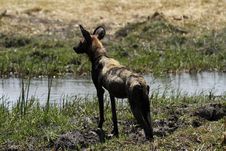African Wild Dog Royalty Free Stock Image