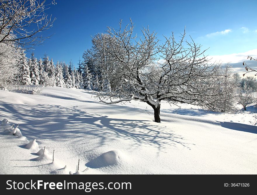 Fruit tree in the garden covered with snow. Fruit tree in the garden covered with snow