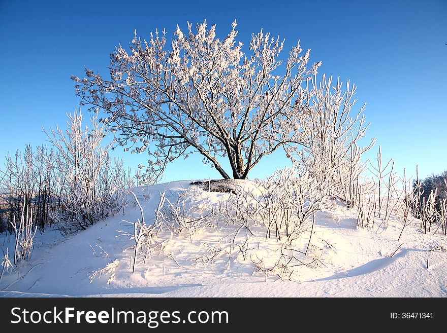 Snowy tree on a small hill