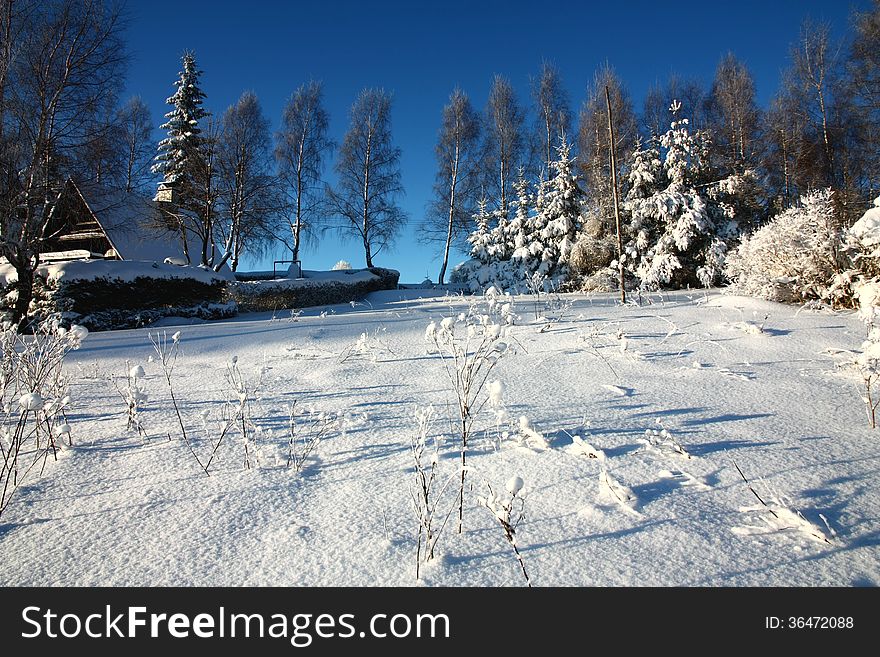 Snowy garden