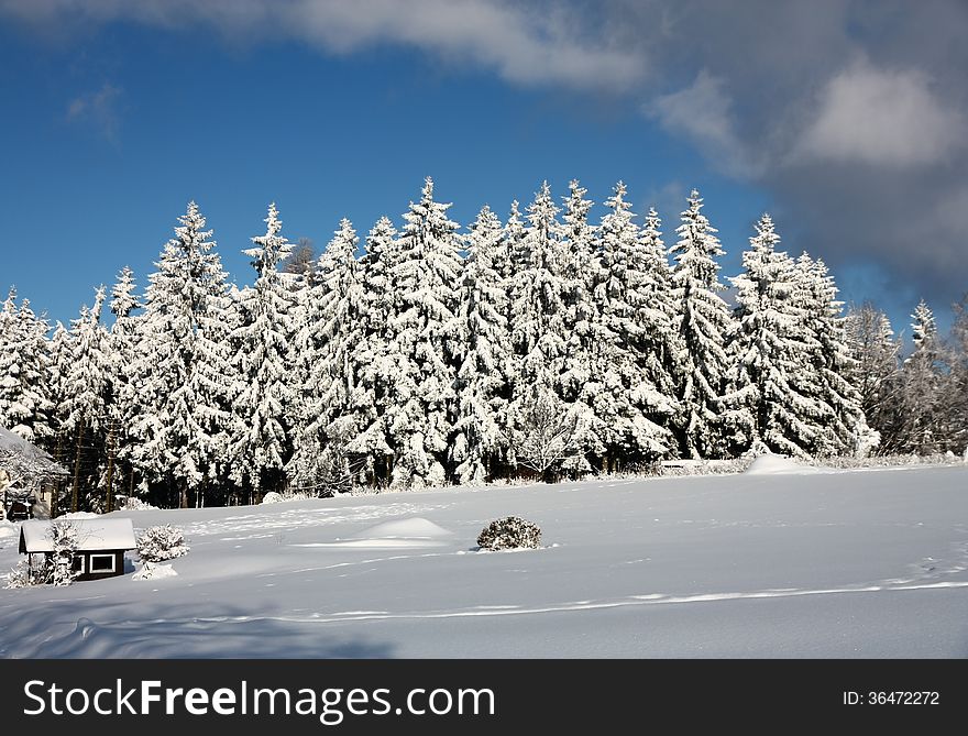 Christmas trees covered with snow with a deep blue sky. Christmas trees covered with snow with a deep blue sky