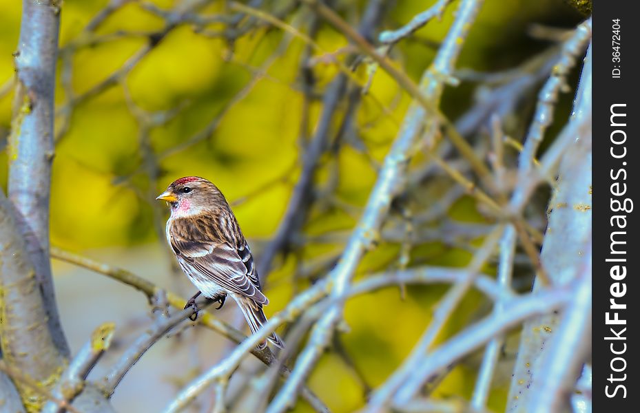 A lesser Redpoll bird, perched in a plum tree in England.