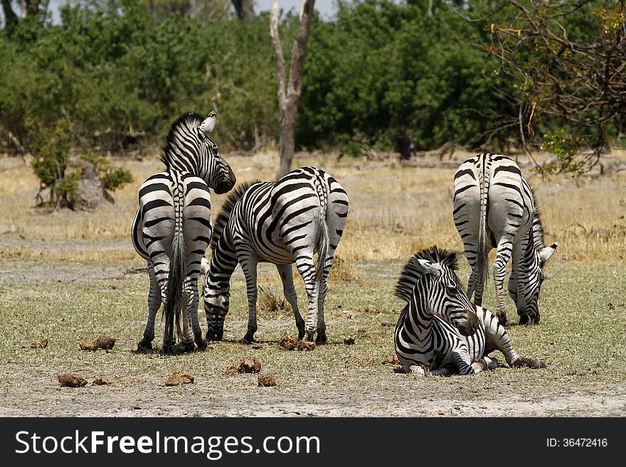Herd of Burchells Zebra