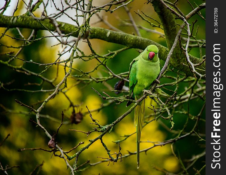 Image of a Ring Necked Parakeet bird taken in England in Winter.